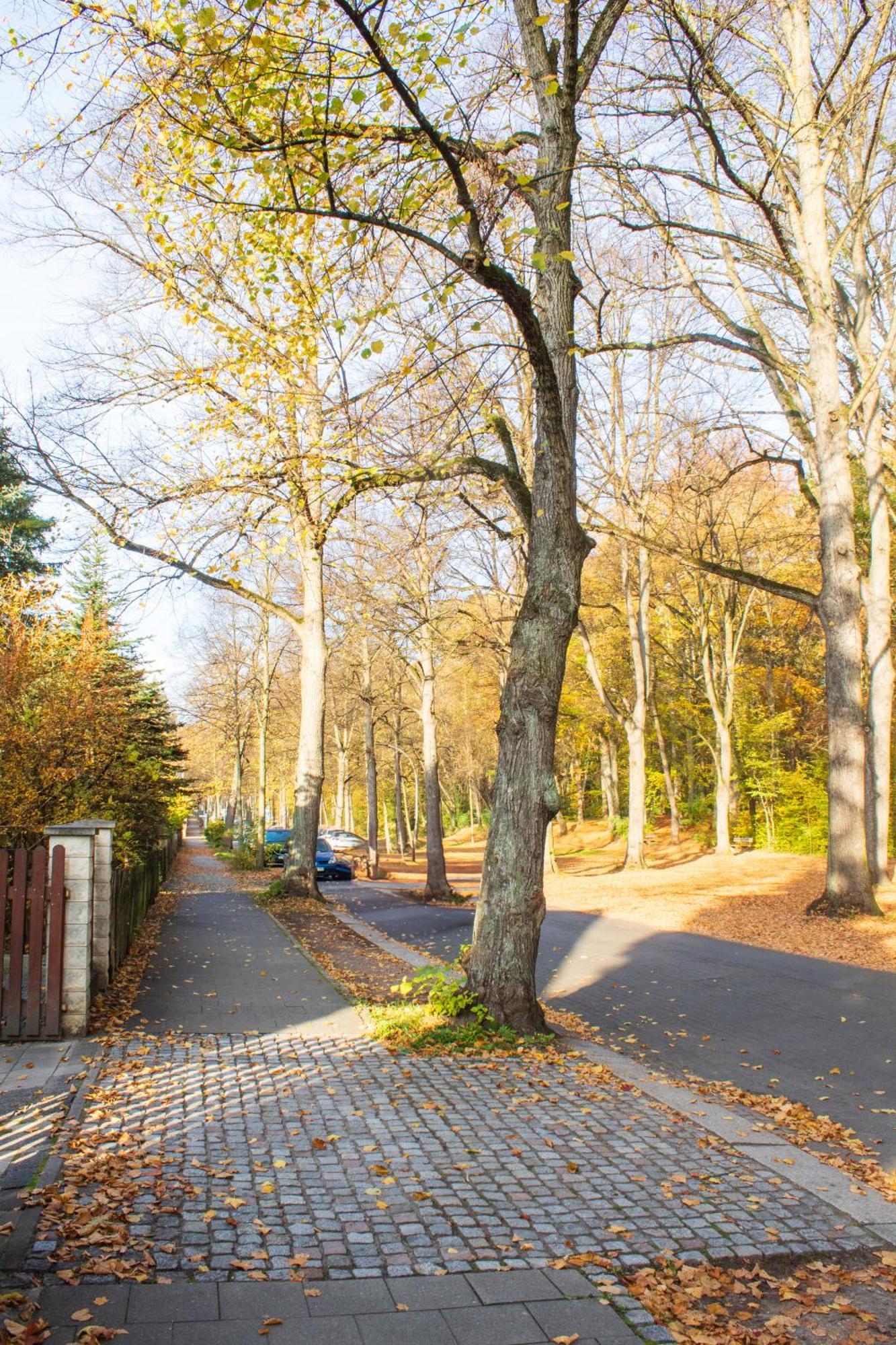 Stadtnatur Apartment Am Kuechwald - Mit Balkon, Streaming-Tv, Badewanne, Arbeitsplatz ケムニッツ エクステリア 写真